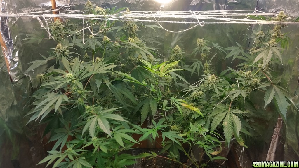 Chernobyl CFL grow 2