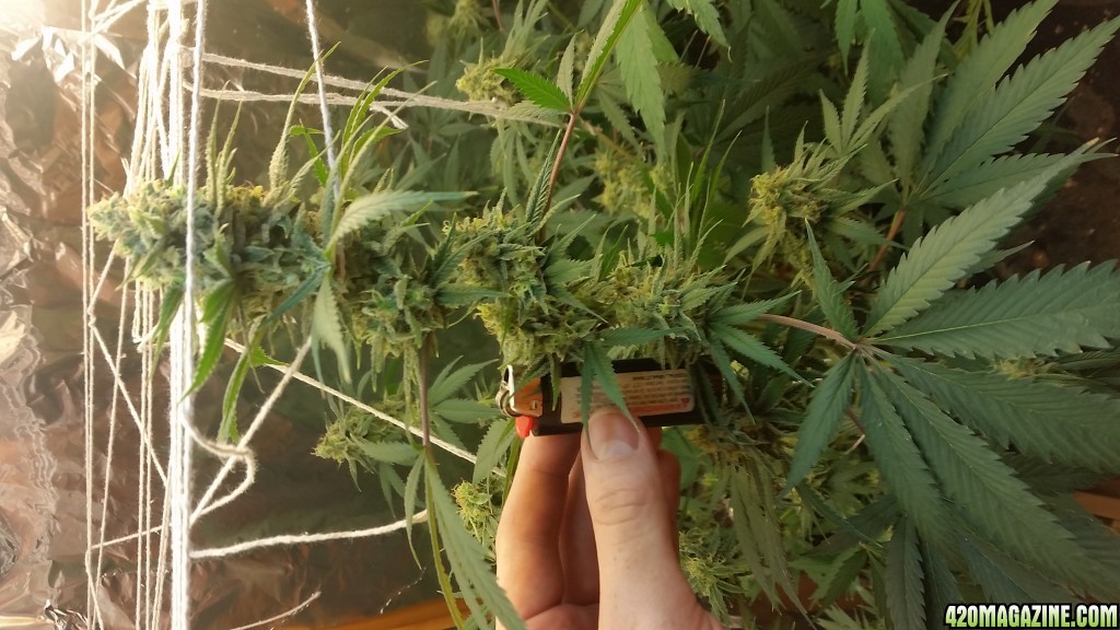 Chernobyl CFL grow 2