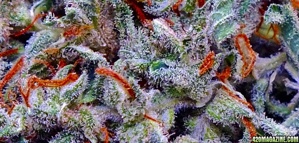 Chernobyl(lime slurpee pheno) macro shot