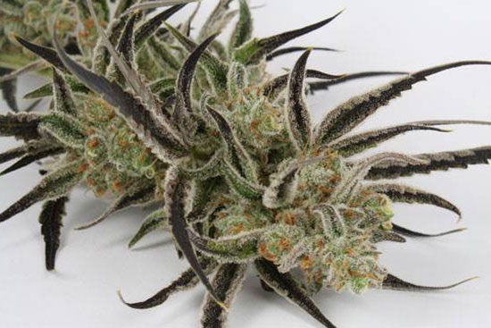 chernobyl-potent-sativa-strain-strongest.jpg