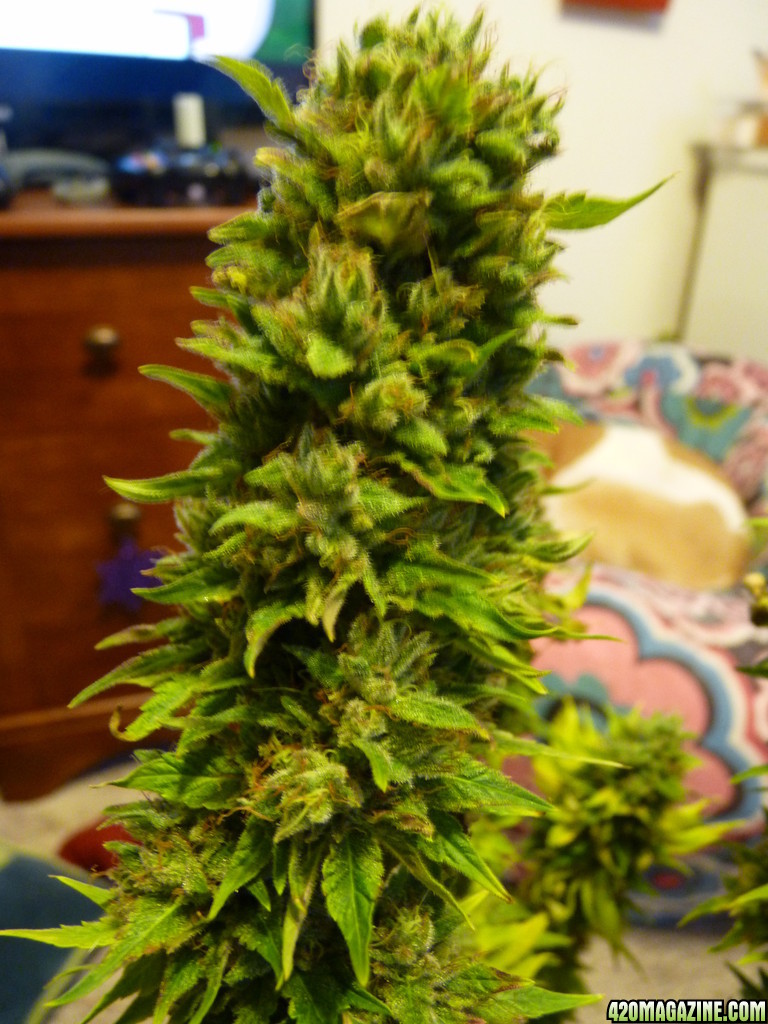 Cherry Ak47 x Alien Kush Harvest