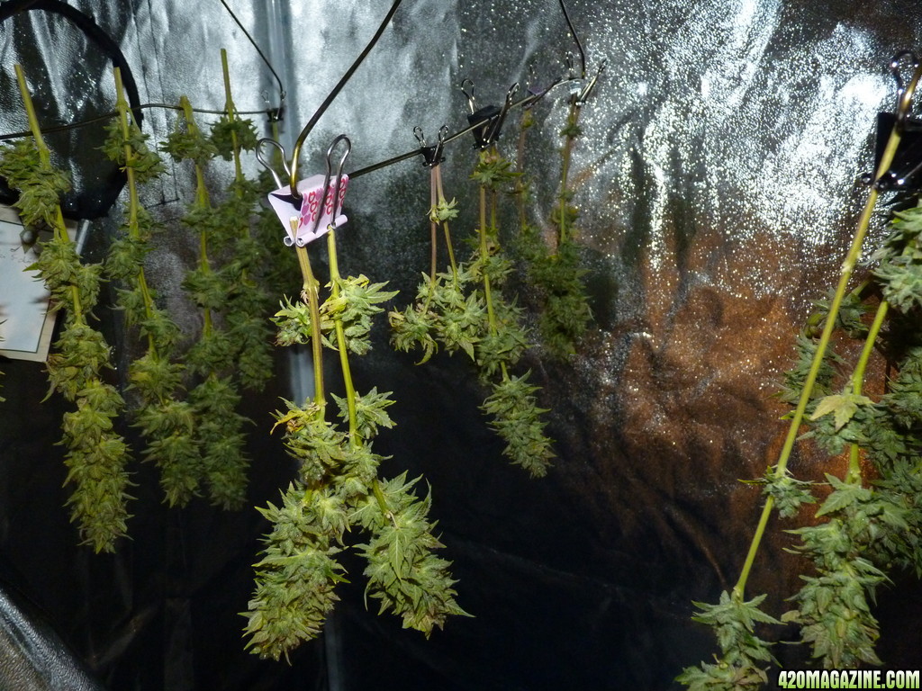 Cherry Ak47 x Alien Kush Harvest