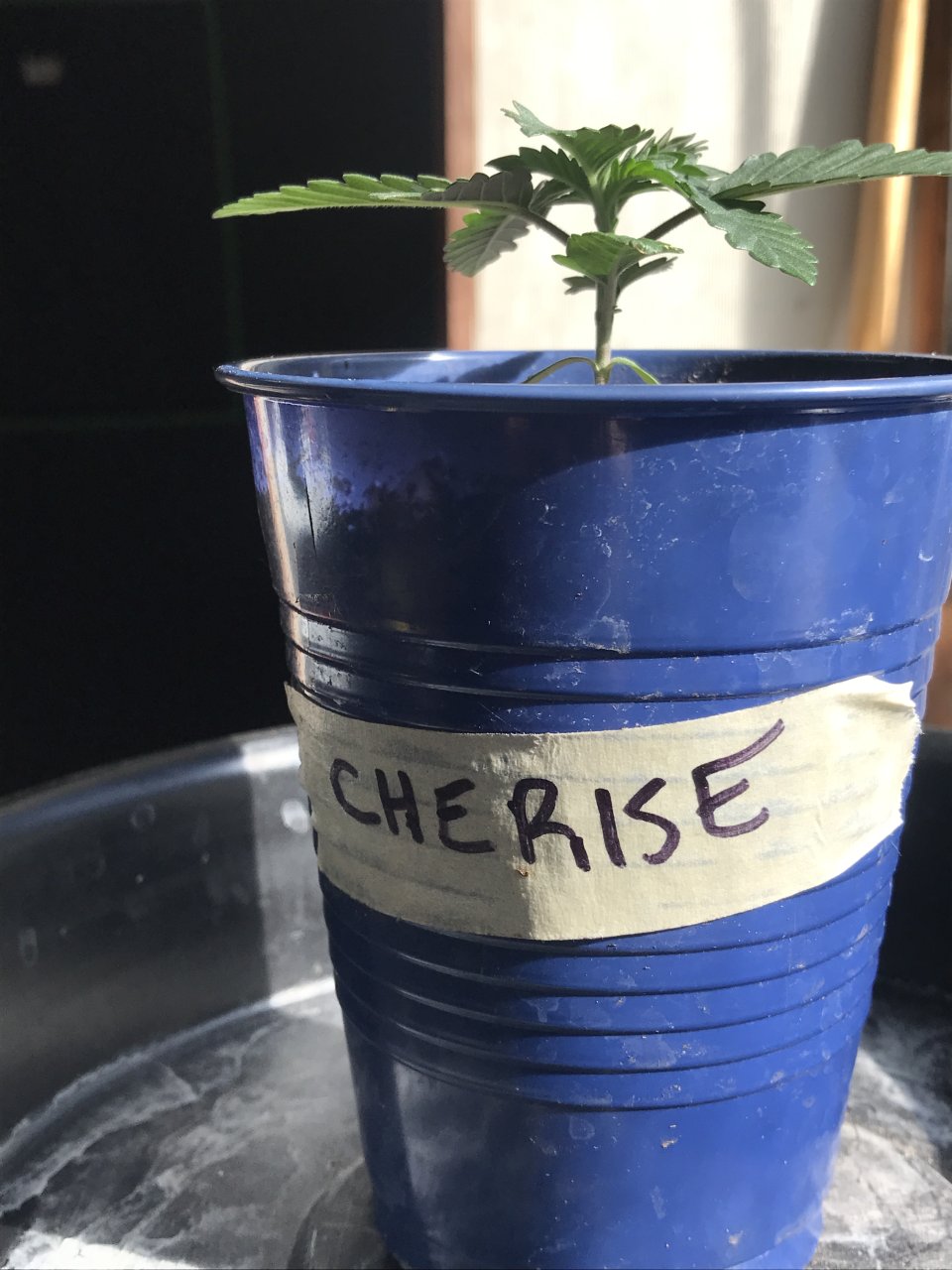 Cherry Diesel-Day 14-a.JPG