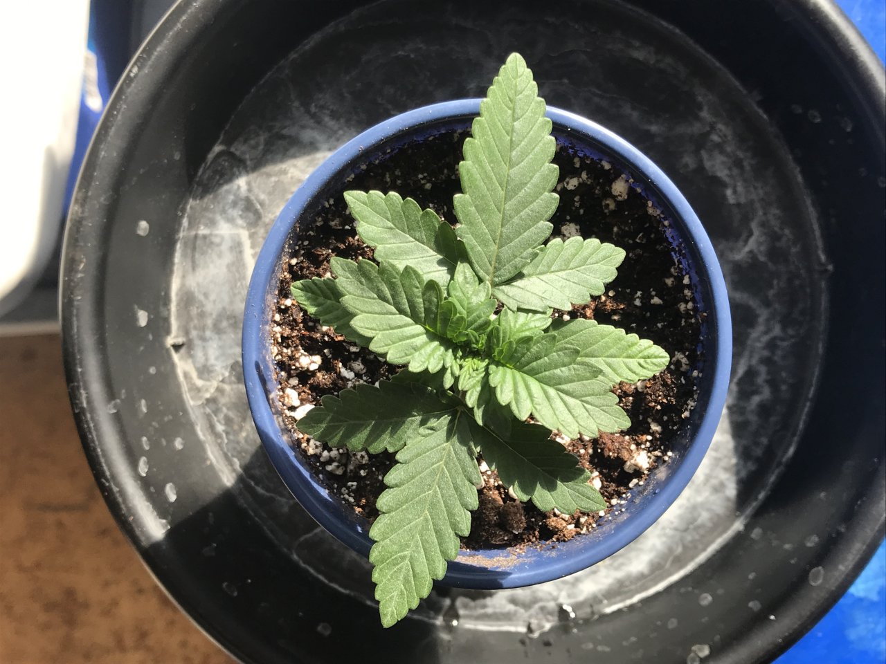 Cherry Diesel-Day 14-c.JPG