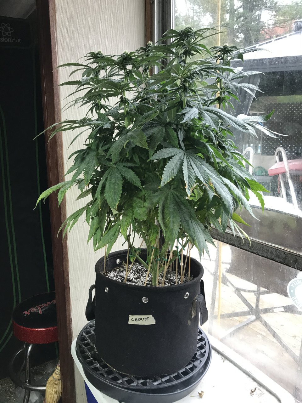 Cherry Diesel-Day 18F-i.JPG