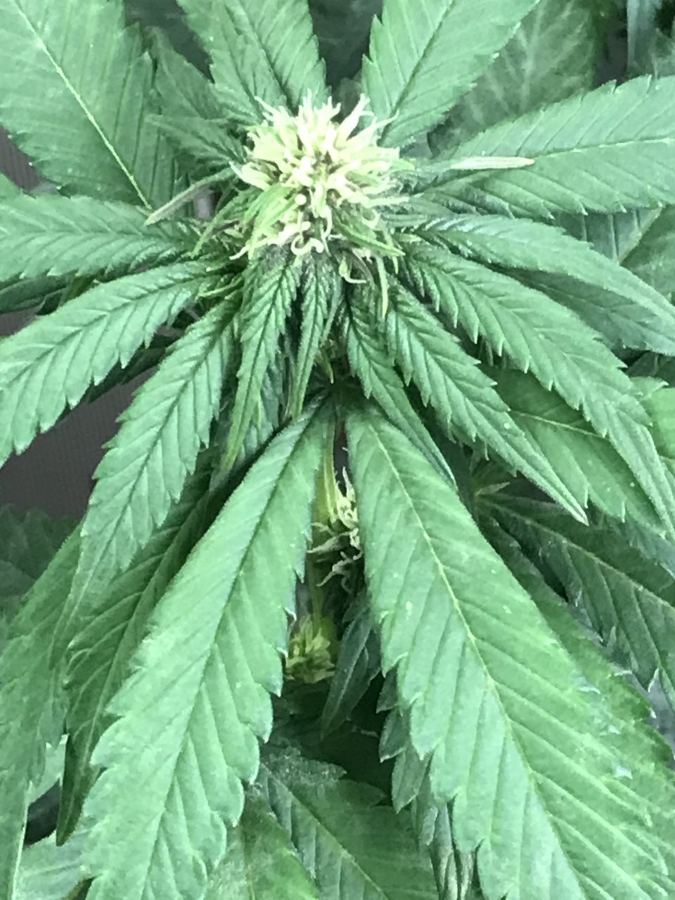 Cherry Diesel-Day 18F-k.JPG