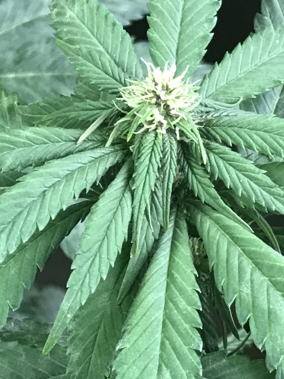 Cherry Diesel-Day 18F-m.JPG