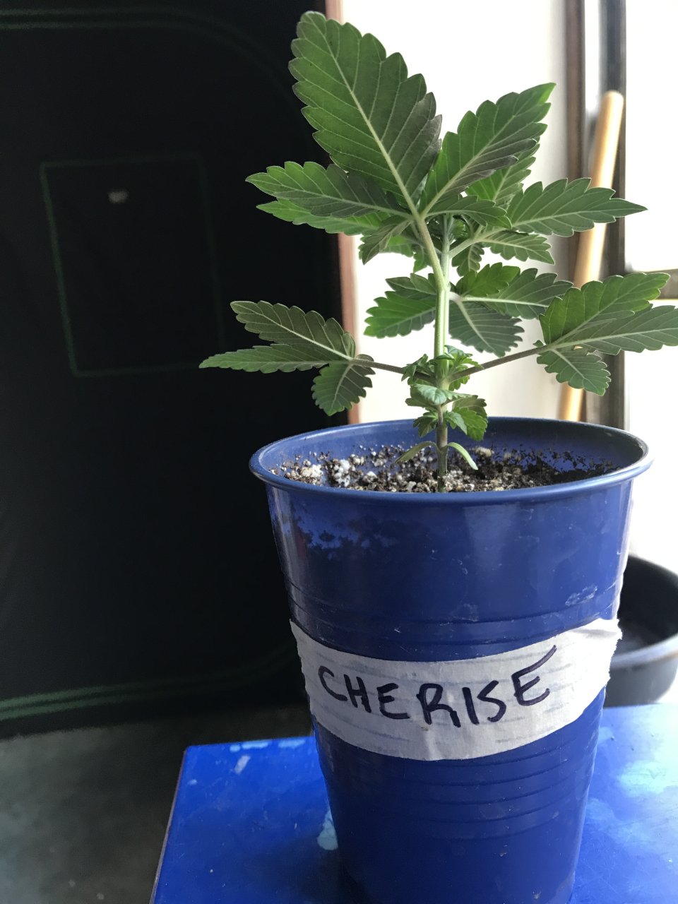 Cherry Diesel-Day 19-e.JPG