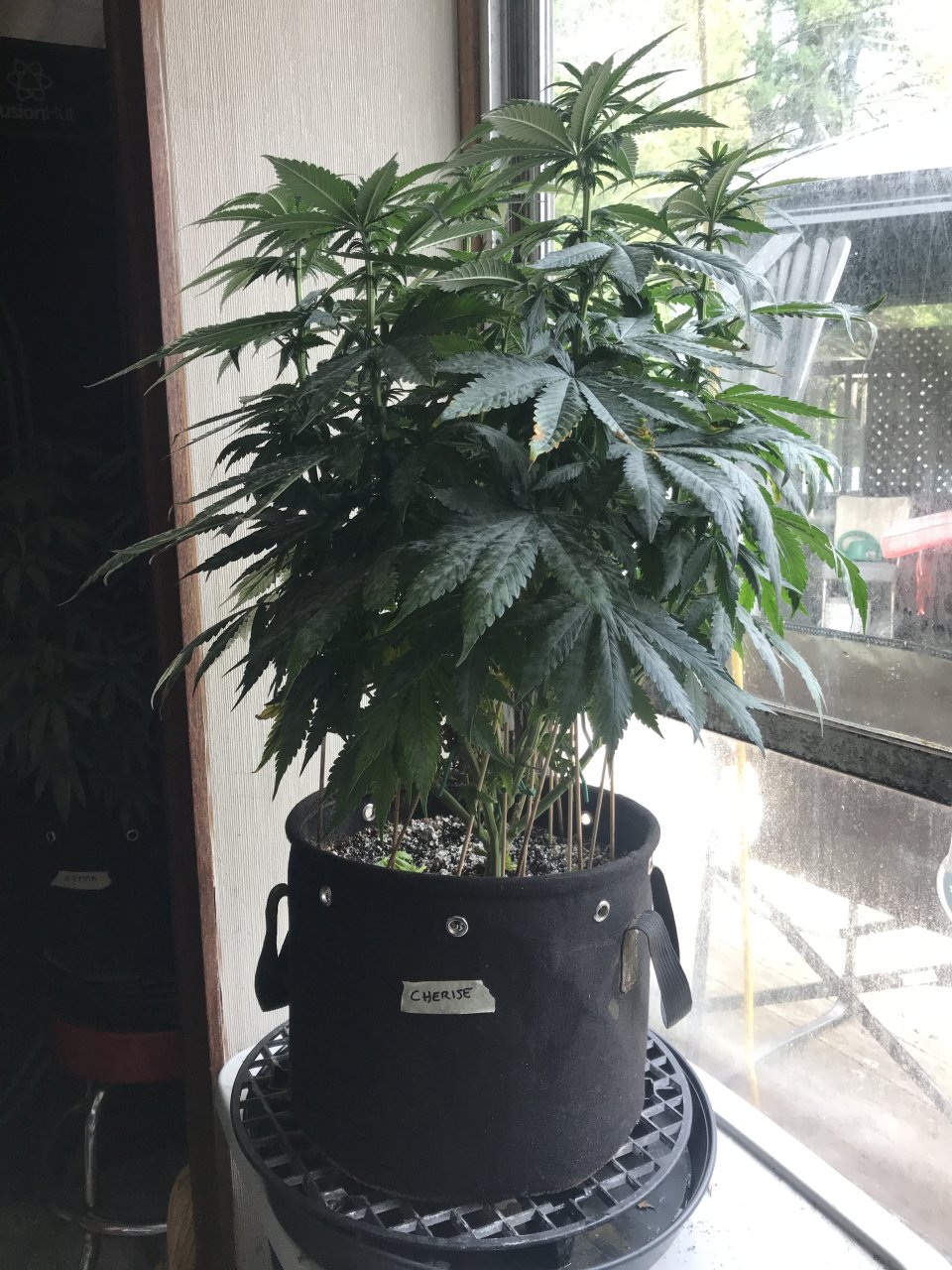 Cherry Diesel-Day 1F-c.JPG