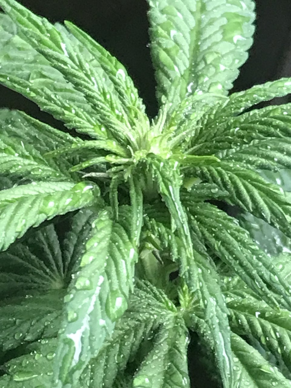 Cherry Diesel-Day 1F-e.JPG