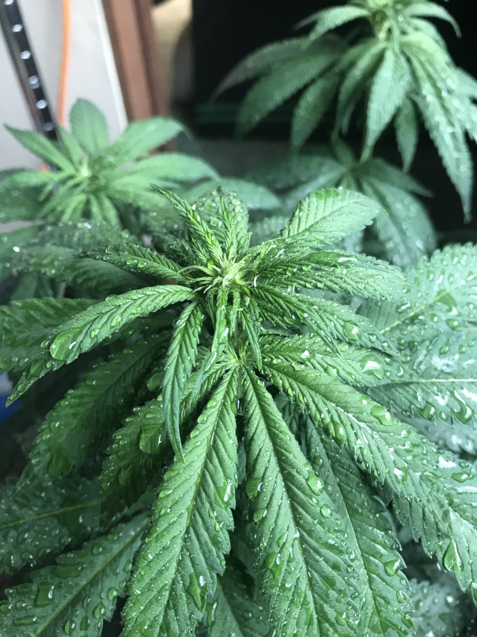 Cherry Diesel-Day 1F-f.JPG