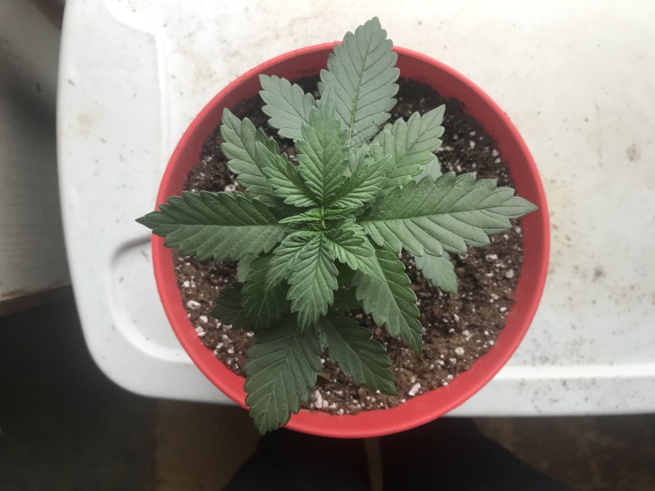 Cherry Diesel-Day 21-g.JPG