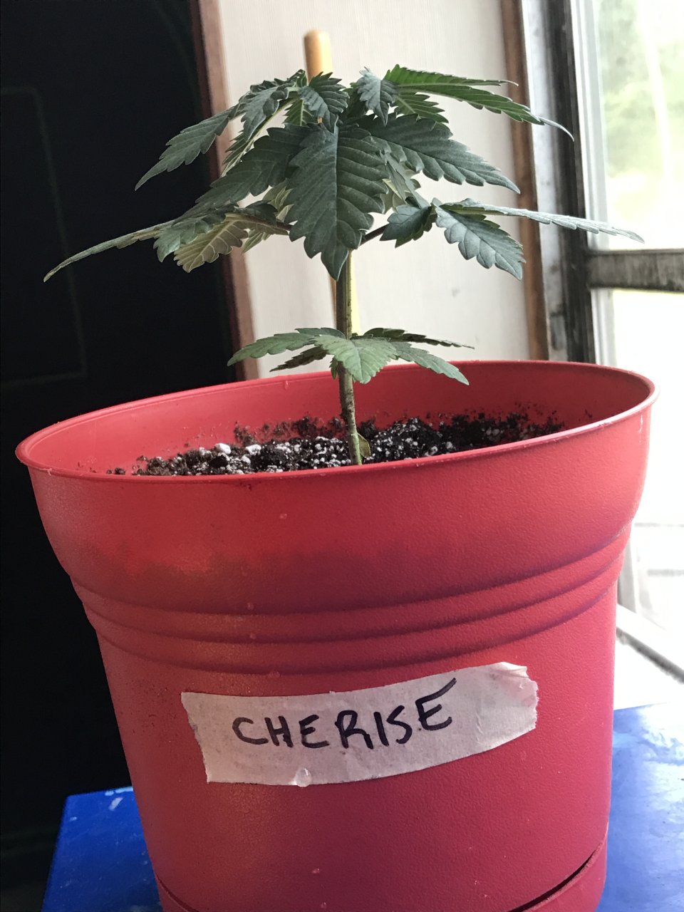 Cherry Diesel-Day 24-h.JPG