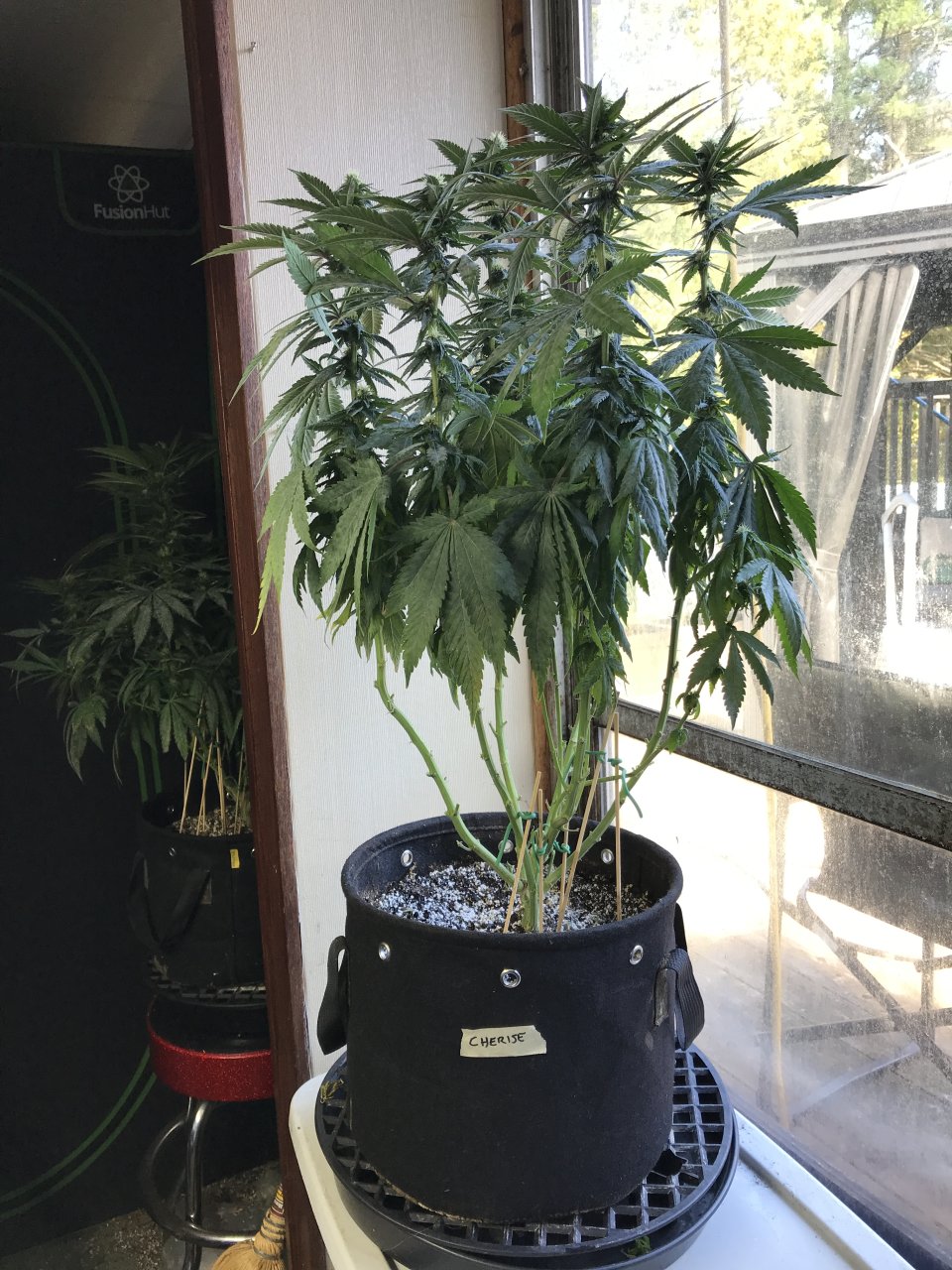 Cherry Diesel-Day 24F-n.JPG