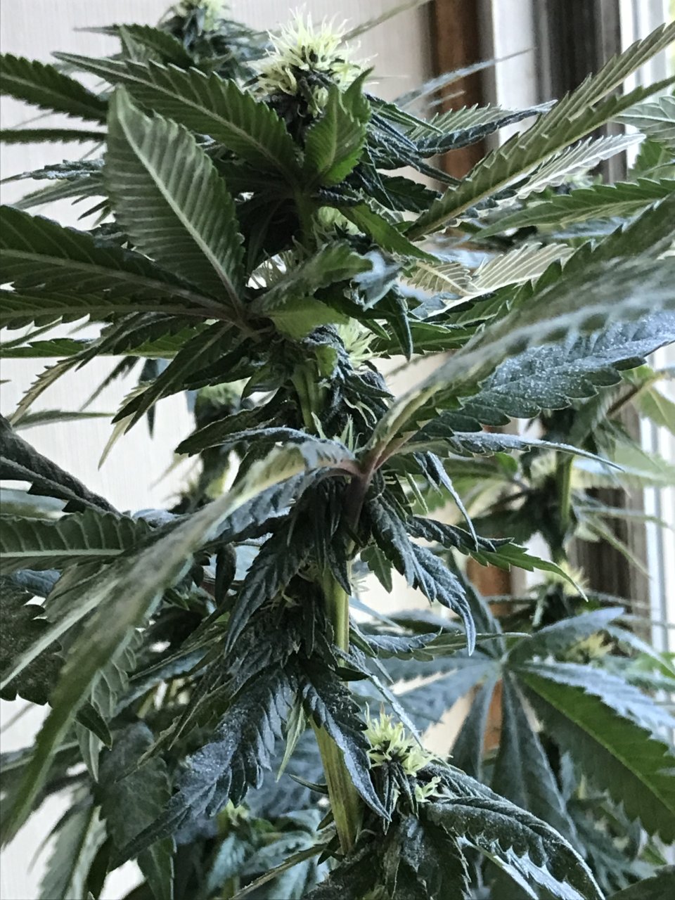 Cherry Diesel-Day 24F-o.JPG