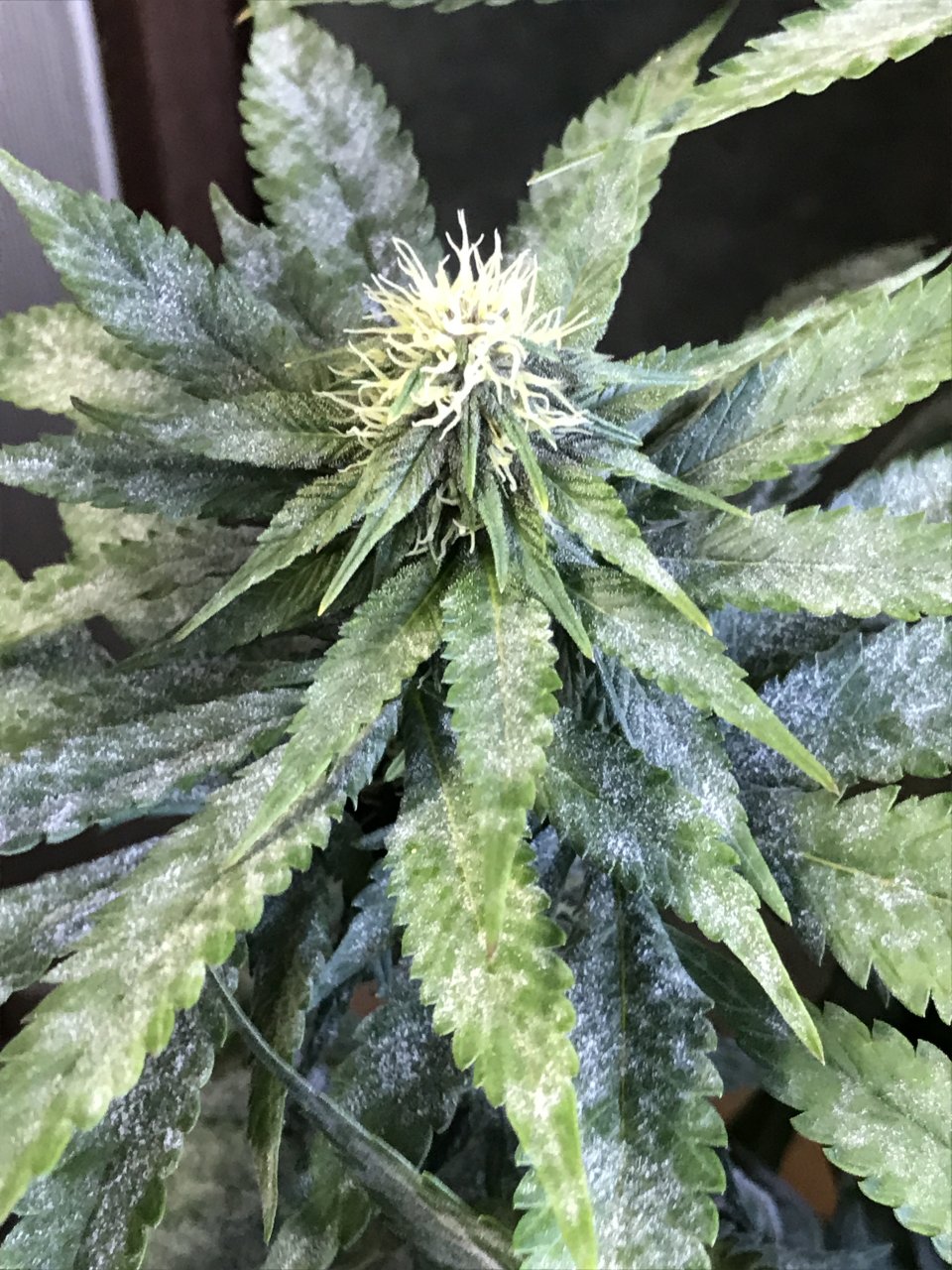 Cherry Diesel-Day 24F-p.JPG