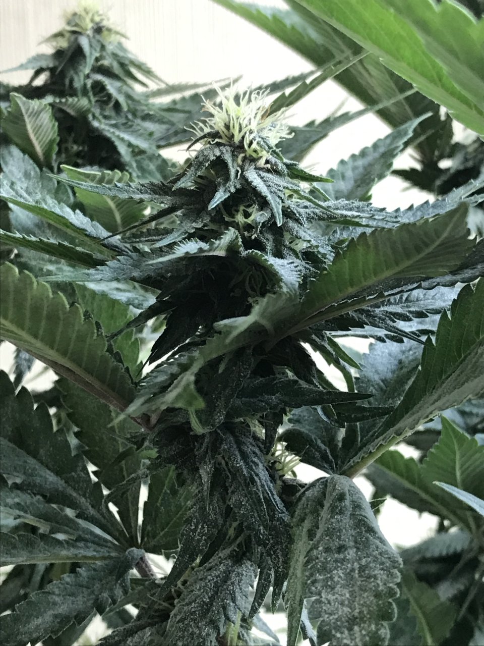 Cherry Diesel-Day 24F-q.JPG