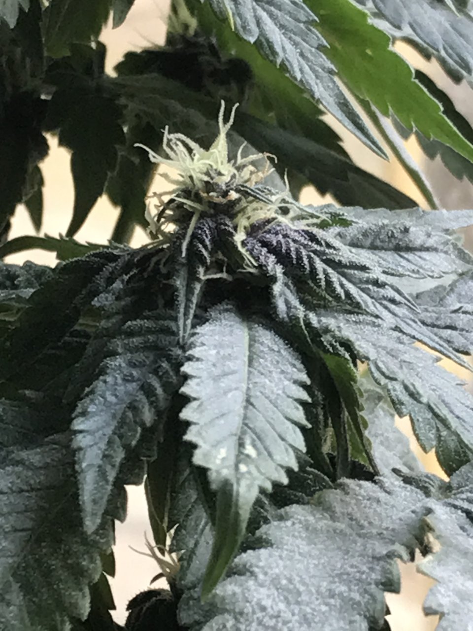 Cherry Diesel-Day 24F-r.JPG