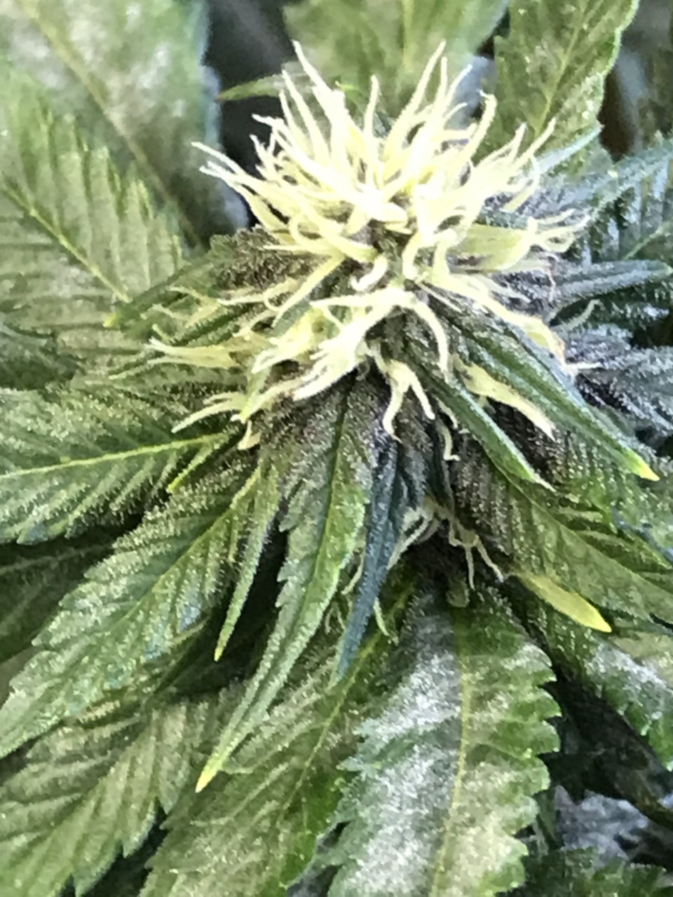 Cherry Diesel-Day 24F-s.JPG