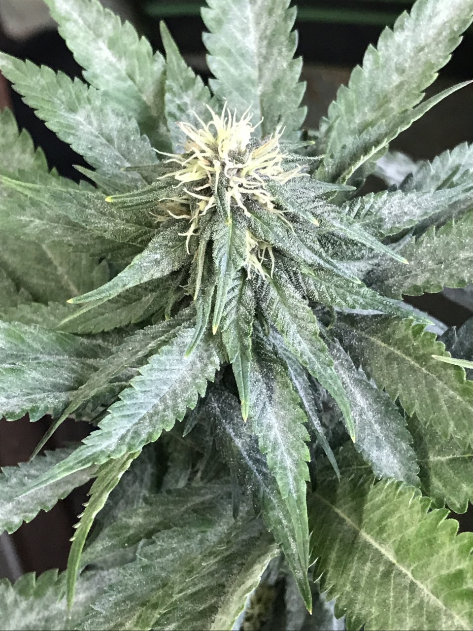 Cherry Diesel-Day 29F-v.JPG