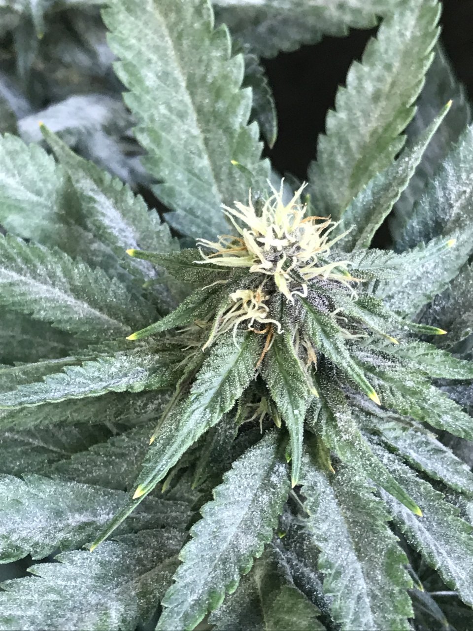 Cherry Diesel-Day 29F-w.JPG