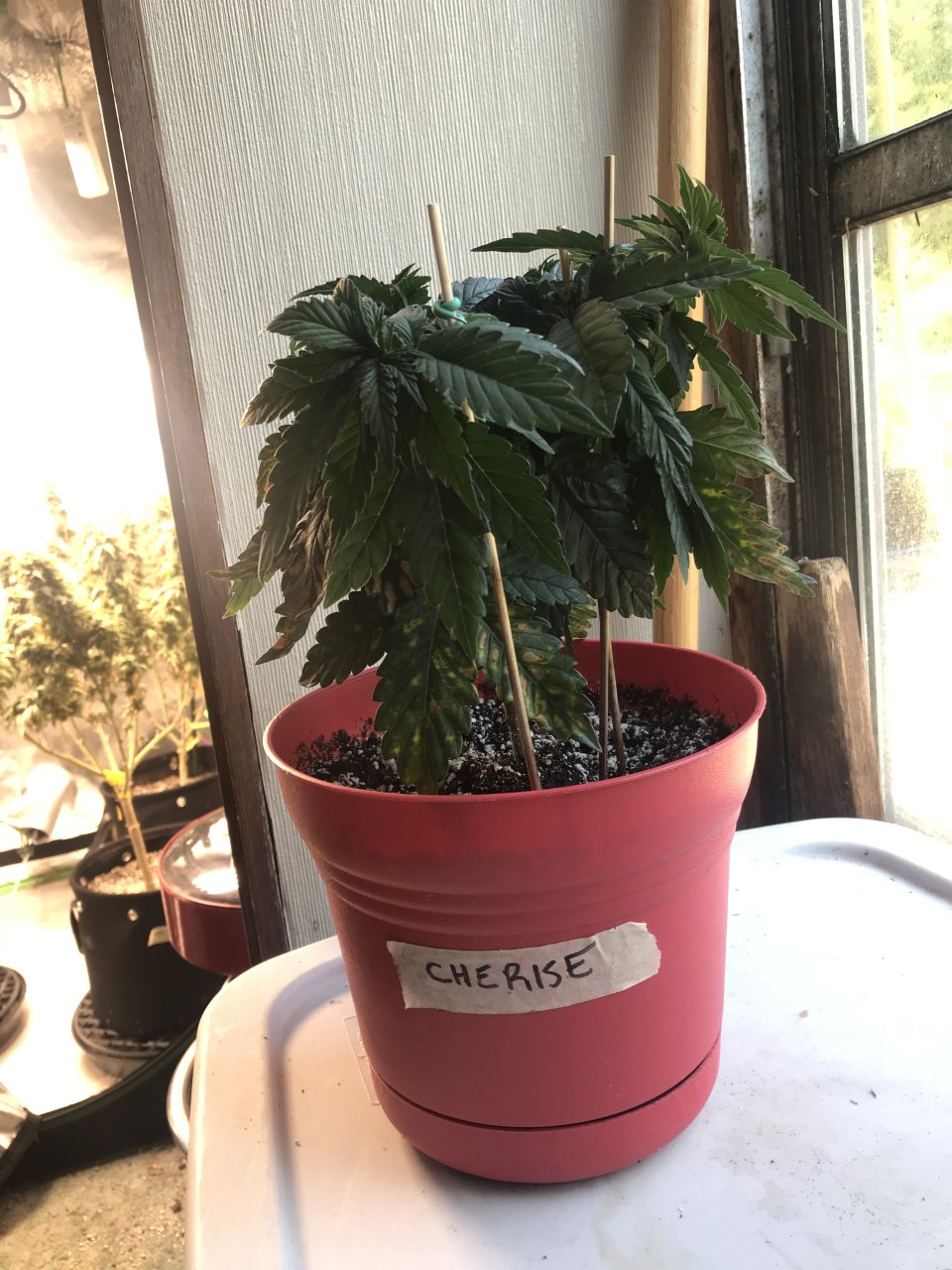 Cherry Diesel-Day 37-m.JPG