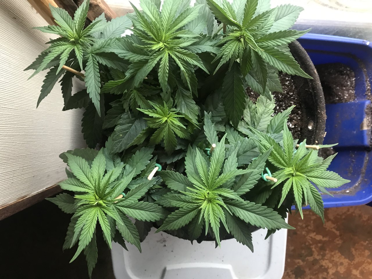 Cherry Diesel-Day 45-d.JPG