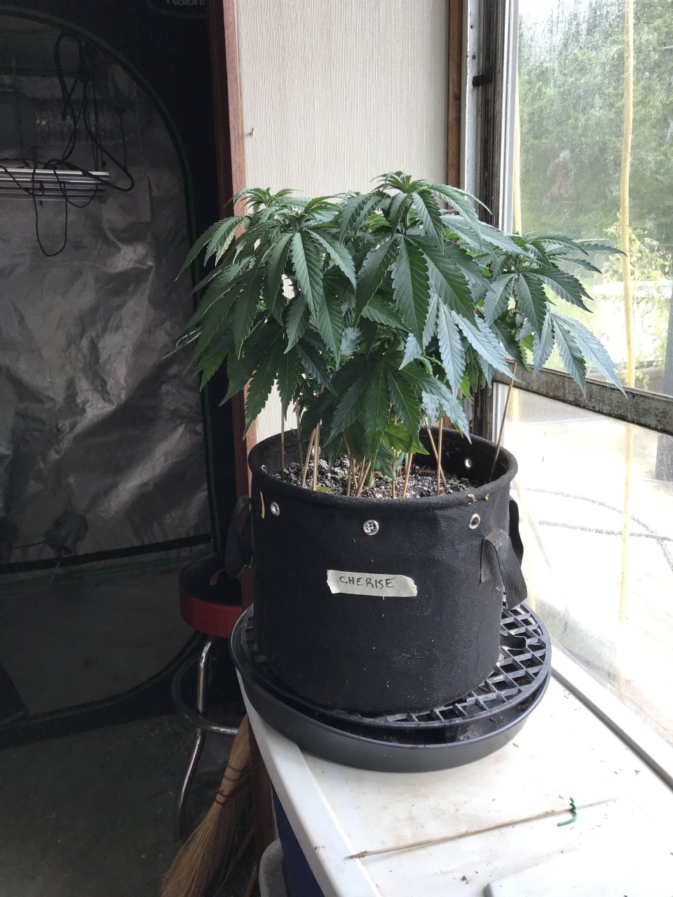 Cherry Diesel-Day 58-a.JPG