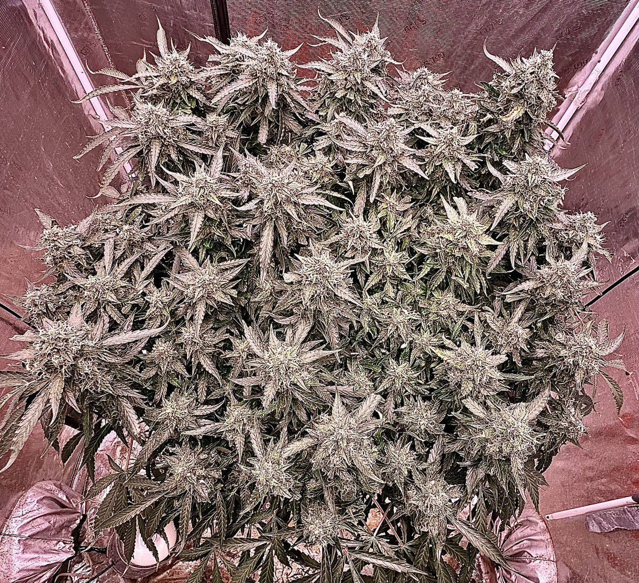 Cherry Pie Auto