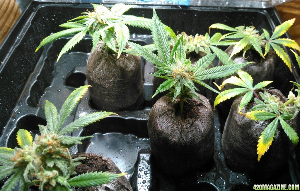 Cherry pie monster clones