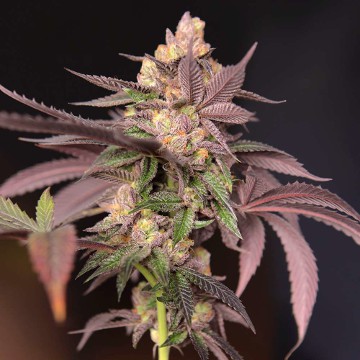 cherry-tini-regular-cannabis-seeds-hanfsamen.jpg