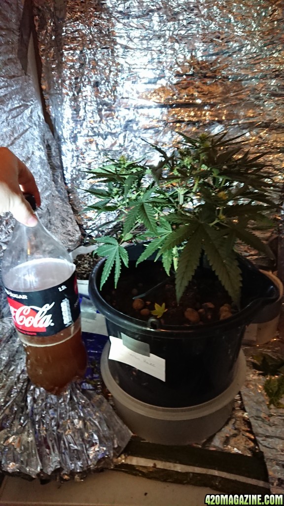 Chibas soil super lemon haze auto grow 0