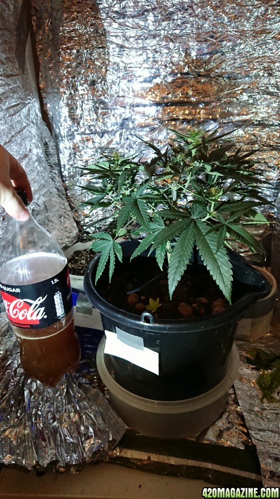 Chibas soil super lemon haze auto grow 01