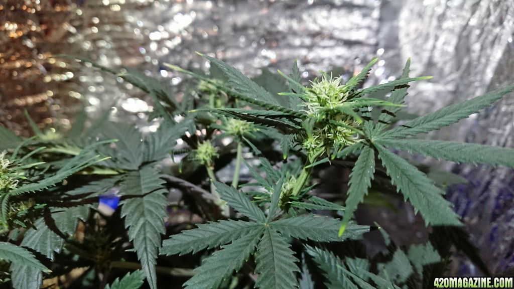 Chibas soil super lemon haze auto grow 02