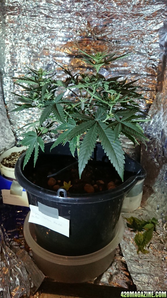 Chibas soil super lemon haze auto grow 2