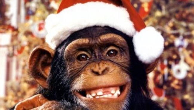 chimp%2Bxmas%2B1.jpg