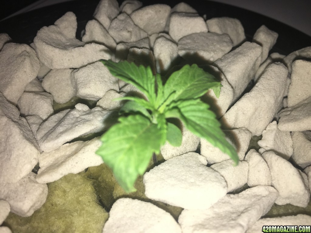 Chinzos First Grow Journal Photos.