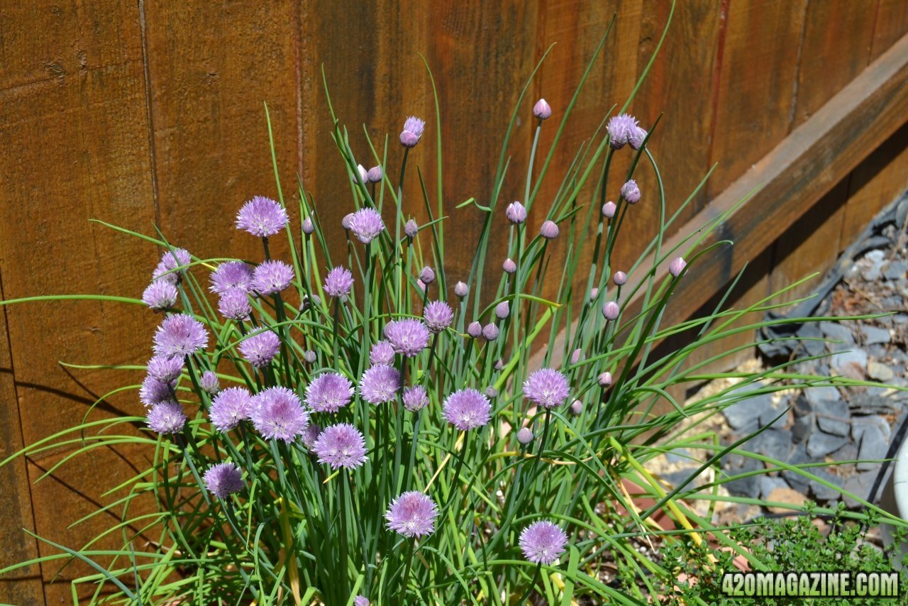 chives