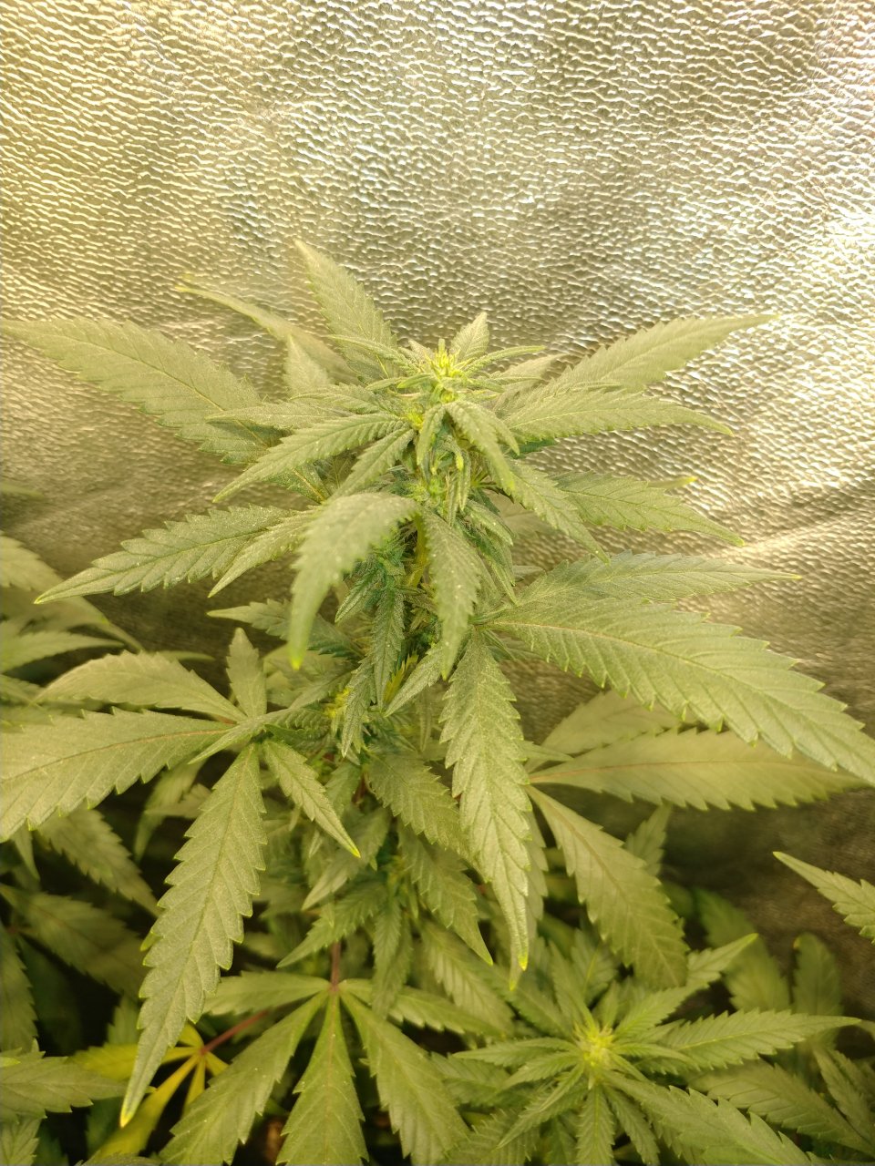 Choc Thai pheno 5.jpg