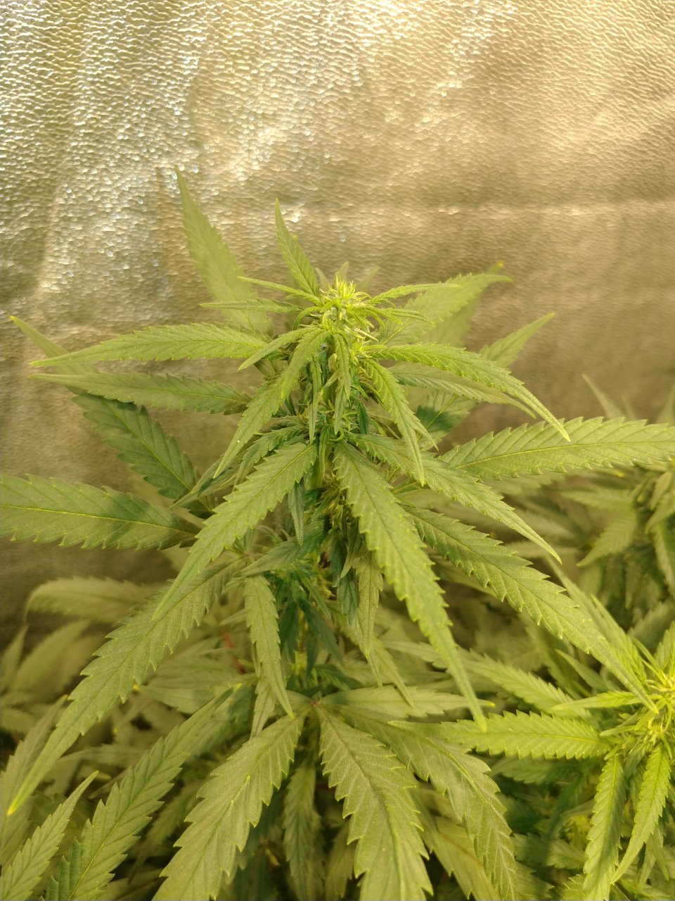 Choc Thai Pheno 6.jpg