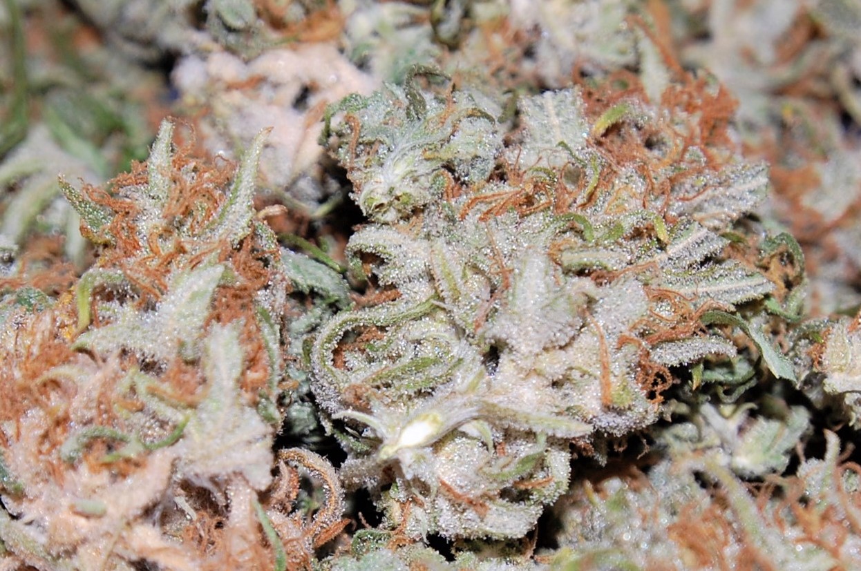 chocolate-skunk-buds.JPG