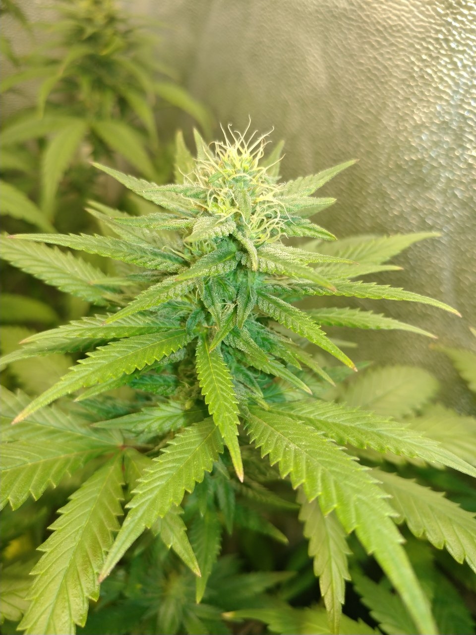 Chocolate Thai pheno 5.jpg