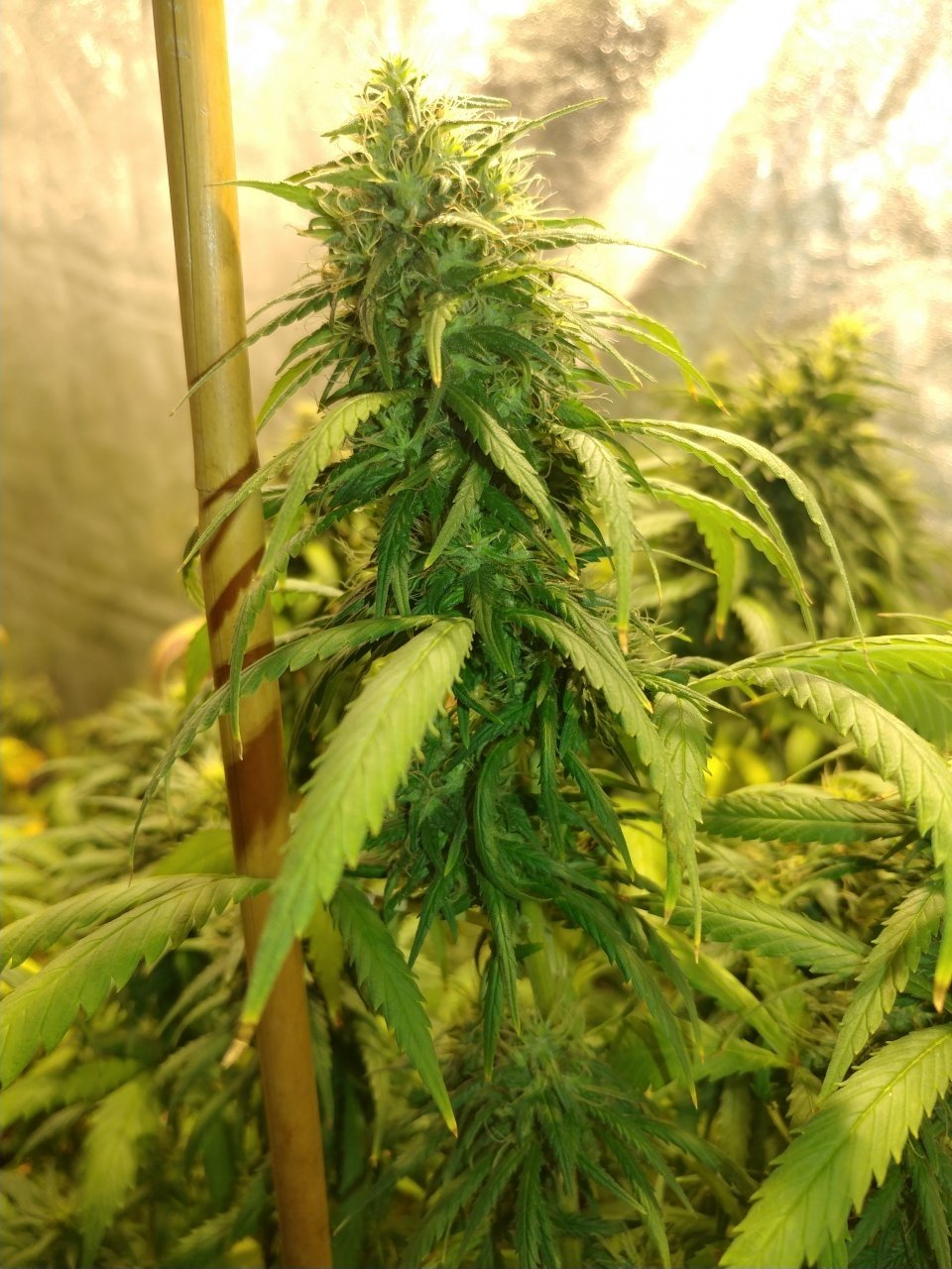 Chocolate Thai strain genetics (9).jpg