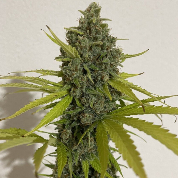 chocolope-cannapot-seeds-420-sativa-weed-dope.jpg