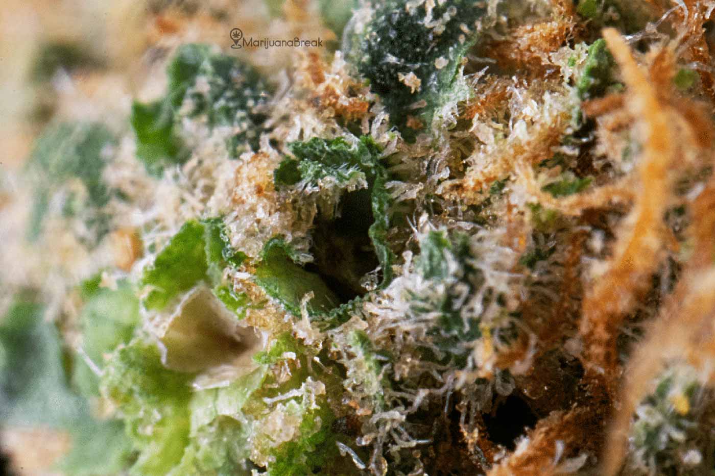 chocolope-macro.jpg