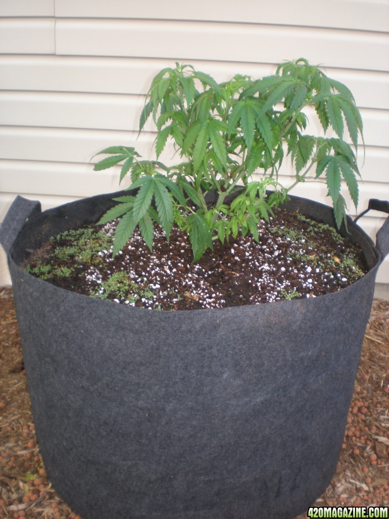 Chocolope_in_35_gallon_pot_day_63