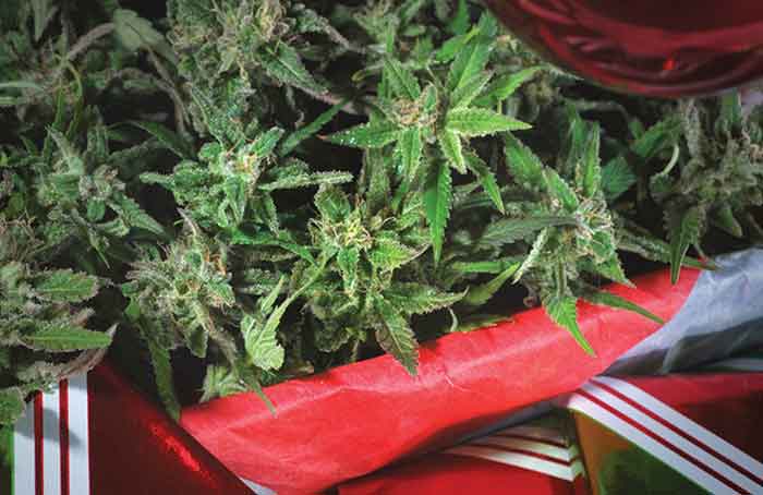 Christmas Cannabis - Getty Images