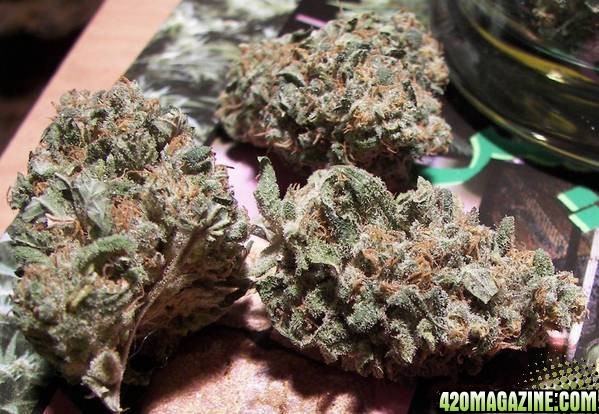 chronic bud