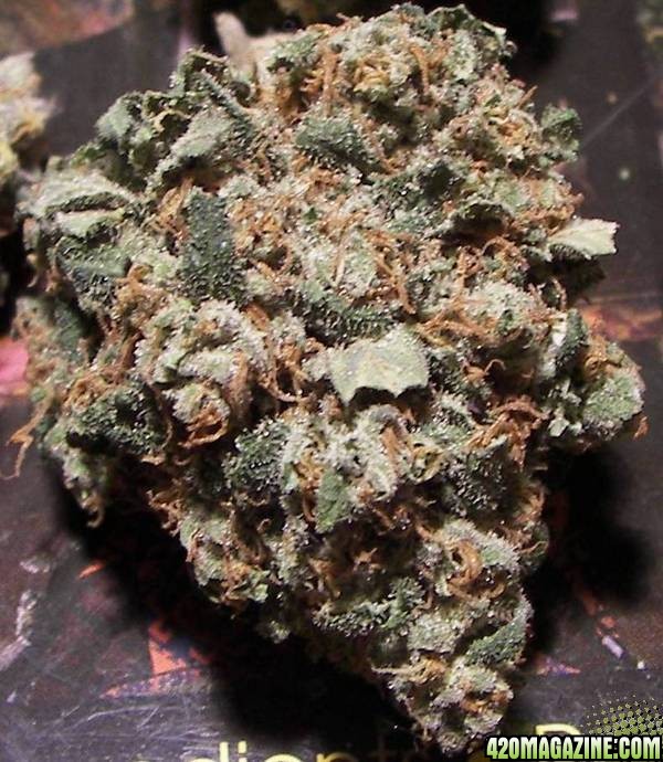 chronic bud