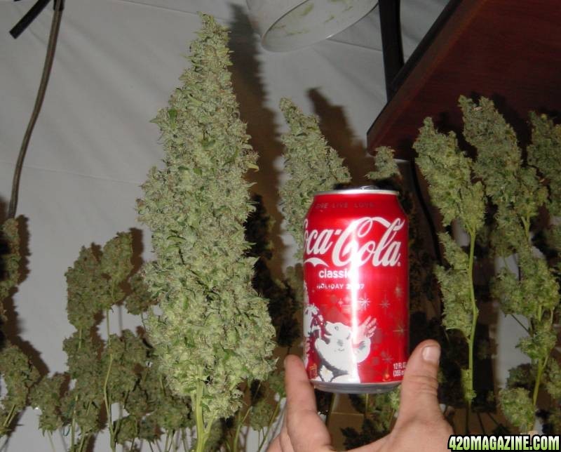 chronic main cola